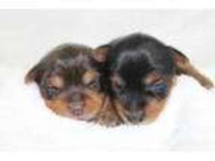 Yorkshire Terrier Puppy for sale in Homeland, CA, USA
