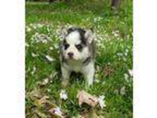Siberian Husky Puppy for sale in Upland, IN, USA