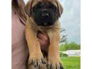 Mastiff Puppy for sale in New Park, PA, USA