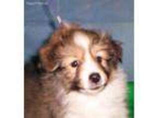 Shetland Sheepdog Puppy for sale in Coopersburg, PA, USA