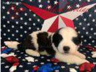 Saint Bernard Puppy for sale in Burlington, KY, USA