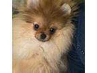 Pomeranian Puppy for sale in Alpharetta, GA, USA