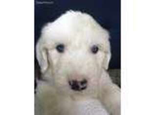 Old English Sheepdog Puppy for sale in Bemus Point, NY, USA