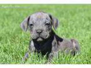 Cane Corso Puppy for sale in Modesto, CA, USA