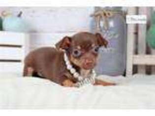 Chiweenie Puppy for sale in Springfield, MO, USA