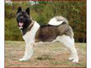 Akita Puppy for sale in Goldendale, WA, USA