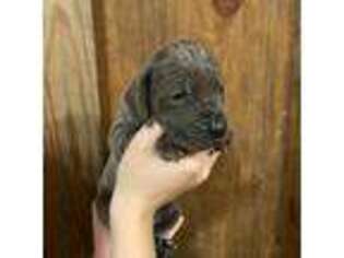 Great Dane Puppy for sale in Dearing, GA, USA