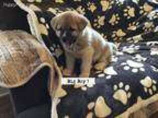 Akita Puppy for sale in Raeford, NC, USA