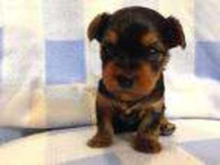 Yorkshire Terrier Puppy for sale in Mukwonago, WI, USA