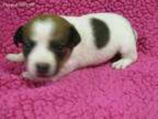 Jack Russell Terrier Puppy for sale in Prior Lake, MN, USA
