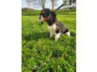 Cavalier King Charles Spaniel Puppy for sale in Arthur, IL, USA