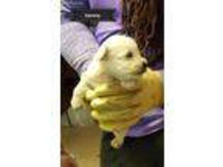 Mutt Puppy for sale in Ottawa, KS, USA