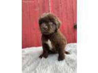 Newfoundland Puppy for sale in Creal Springs, IL, USA