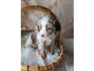 Miniature Australian Shepherd Puppy for sale in Farmington, IA, USA