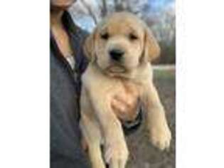 Labrador Retriever Puppy for sale in Fairland, IN, USA