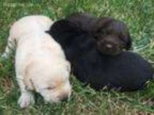 Labrador Retriever Puppy for sale in Byers, CO, USA