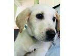 Labrador Retriever Puppy for sale in Seminole, FL, USA