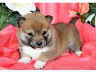 Shiba Inu Puppy for sale in Moffat, CO, USA