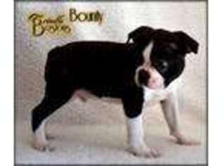 Boston Terrier Puppy for sale in Lexington, OK, USA