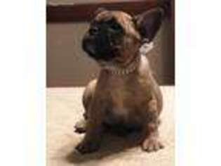 French Bulldog Puppy for sale in Alto, TX, USA