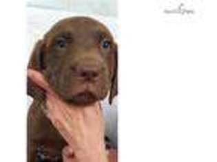 Chesapeake Bay Retriever Puppy for sale in Lawrence, KS, USA