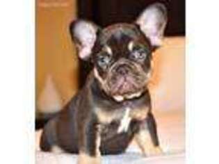 French Bulldog Puppy for sale in Duluth, GA, USA