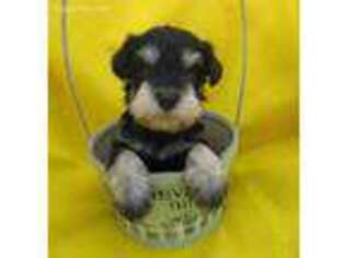 Mutt Puppy for sale in Readstown, WI, USA