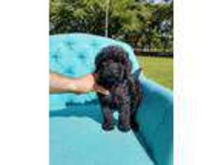 Goldendoodle Puppy for sale in Sealy, TX, USA