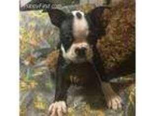Boston Terrier Puppy for sale in Stockton, NJ, USA