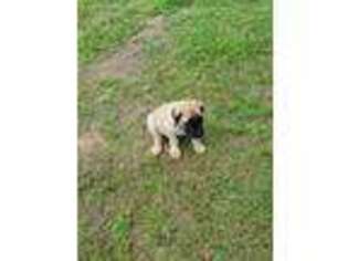 Mastiff Puppy for sale in Cobden, IL, USA