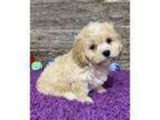 Cavachon Puppy for sale in Durant, OK, USA