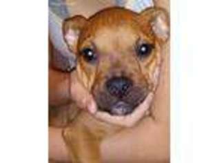 Bulldog Puppy for sale in North Andover, MA, USA