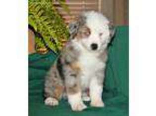 Miniature Australian Shepherd Puppy for sale in East Prairie, MO, USA