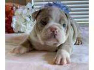 Bulldog Puppy for sale in Warrenton, MO, USA