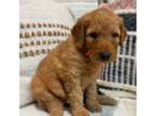 Goldendoodle Puppy for sale in Beckley, WV, USA