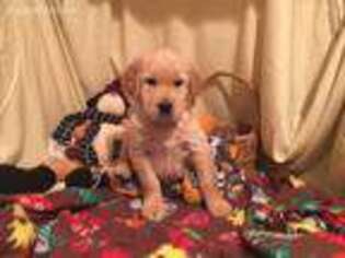Golden Retriever Puppy for sale in Amity, MO, USA
