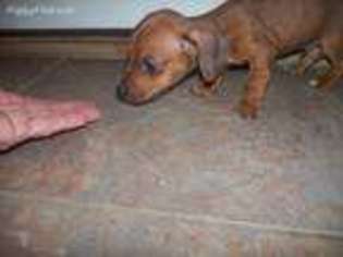 Dachshund Puppy for sale in Checotah, OK, USA