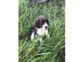 English Springer Spaniel Puppy for sale in Livingston, TX, USA