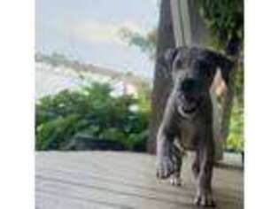 Great Dane Puppy for sale in Rocky Mount, VA, USA