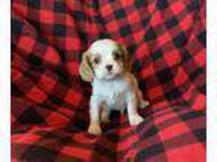 Cavalier King Charles Spaniel Puppy for sale in Limestone, TN, USA