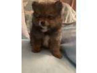 Pomeranian Puppy for sale in Punta Gorda, FL, USA