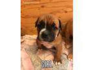 Alapaha Blue Blood Bulldog Puppy for sale in Winnemucca, NV, USA