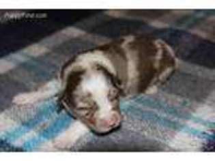 Australian Shepherd Puppy for sale in Colton, CA, USA