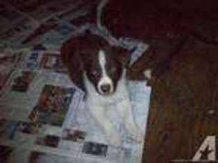 Border Collie Puppy for sale in MAGNOLIA, TX, USA