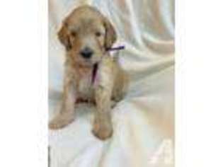 Australian Labradoodle Puppy for sale in ALBANY, NH, USA
