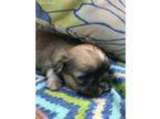 Mutt Puppy for sale in Pawlet, VT, USA