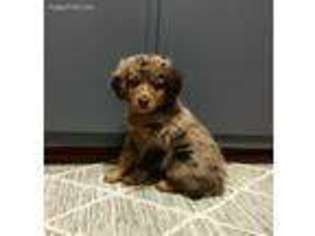 Mutt Puppy for sale in Orlando, OK, USA