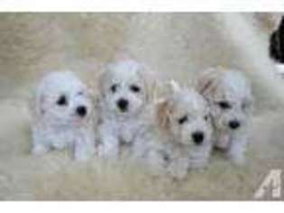 Bichon Frise Puppy for sale in SNOHOMISH, WA, USA