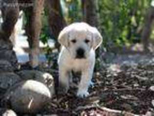 Labrador Retriever Puppy for sale in Chico, CA, USA