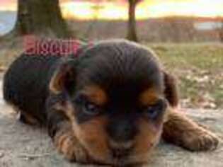 Yorkshire Terrier Puppy for sale in Carbondale, IL, USA